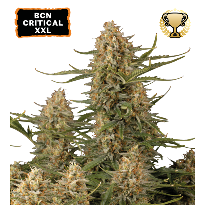Seedstockers BCN Critical XXL FEM x5