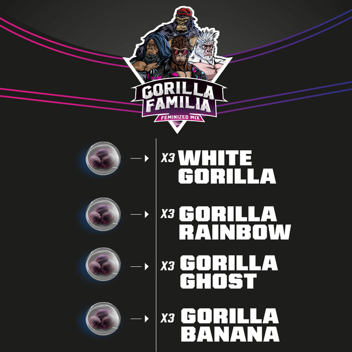 Gorilla familia x12 fem bsf seeds