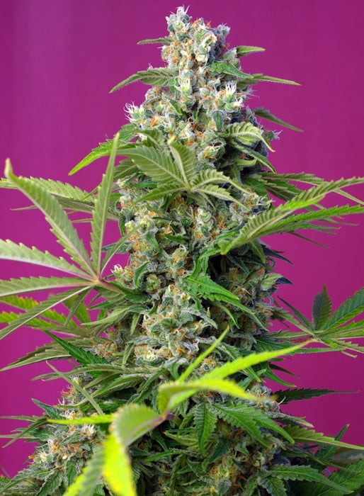 Sweet seeds gorilla girl fem x3+1