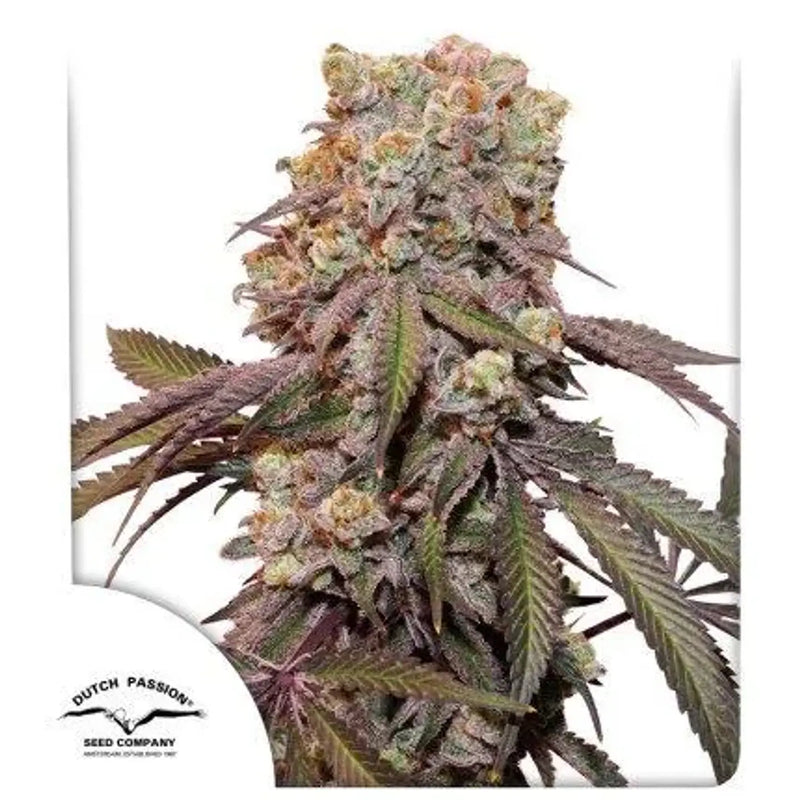 Dutch passion CANDY BUBATZ XL auto x3