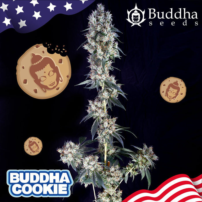 buddha seeds COOKIE fem x3+1