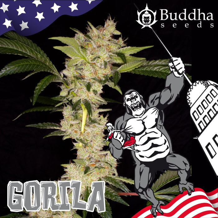 buddha seeds GORILA fem x3+1