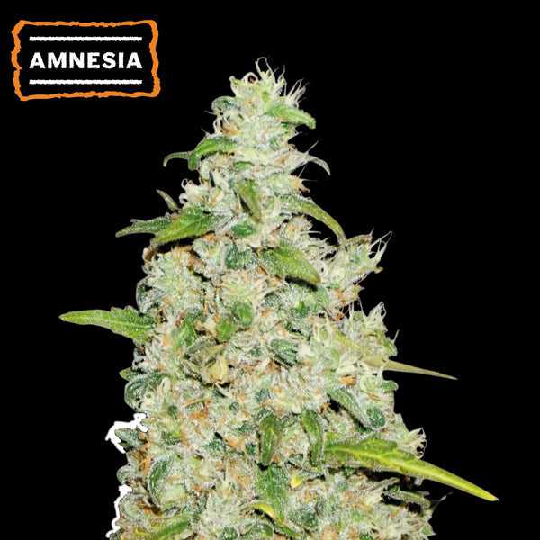 Seedstockers Amnesia Auto x3