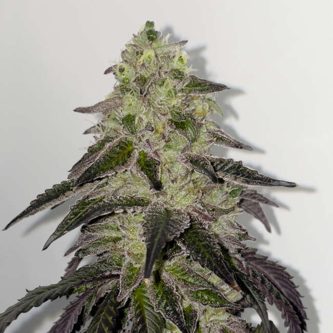 SHUGA SEEDS leche lunar fem x3