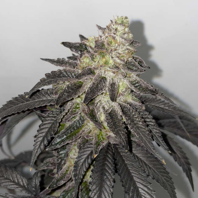 SHUGA SEEDS lunosa fem x3