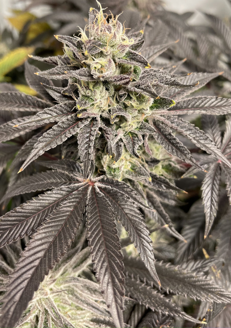 SHUGA SEEDS neil armstrong  fem x3
