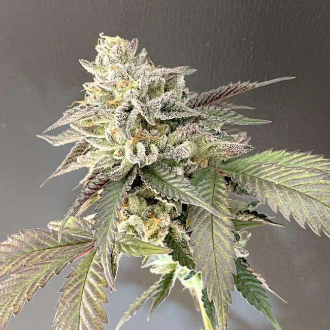 SHUGA SEEDS sailormoon fem x3