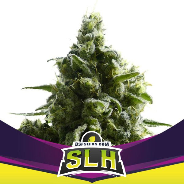 SLH (super lemon haze) x2 bsf seeds