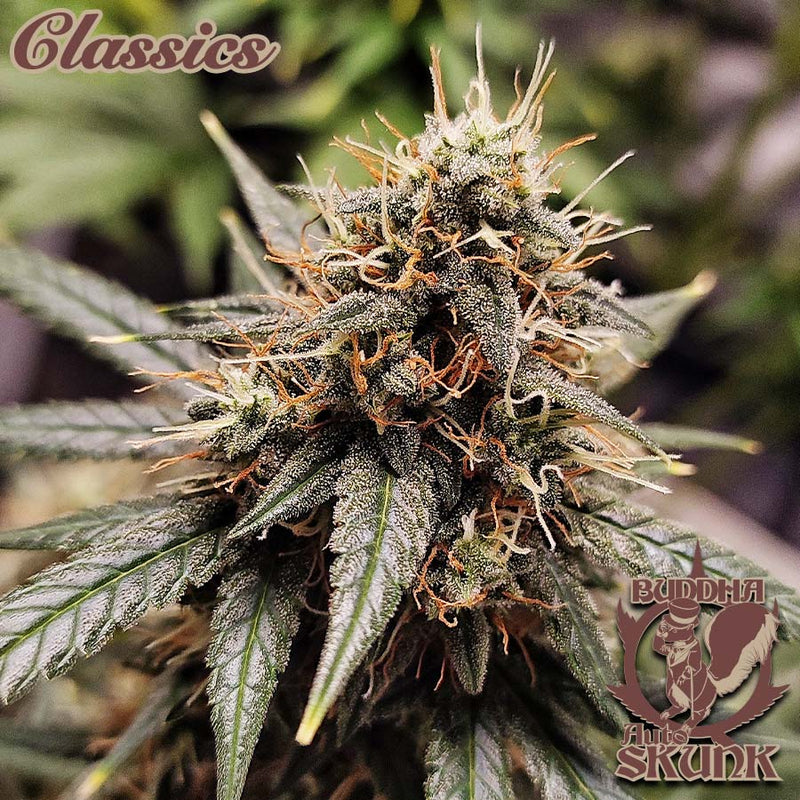 Buddha seeds CLASSIC AUTO skunk X3