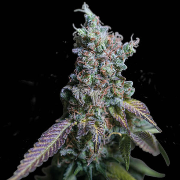 Seedstockers Sour diesel Auto x3
