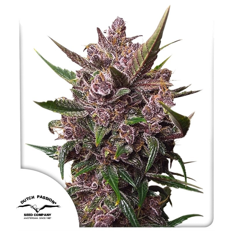 Dutch passion BLACKBERRY KUSH auto x3
