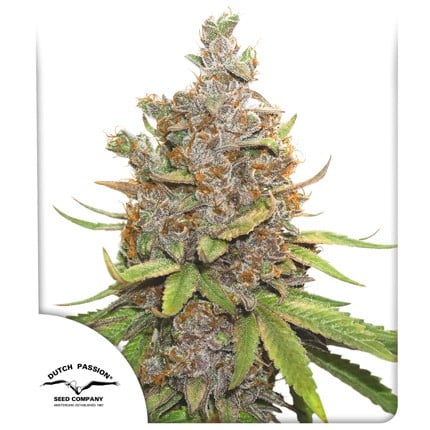 Dutch Passion glueberry og auto x3