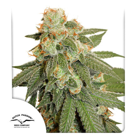 Dutch passion Orange bud auto x3