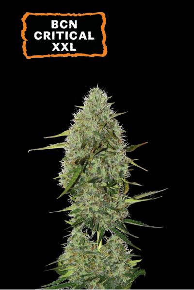 Seedstockers BCN Critical XXL Auto x3