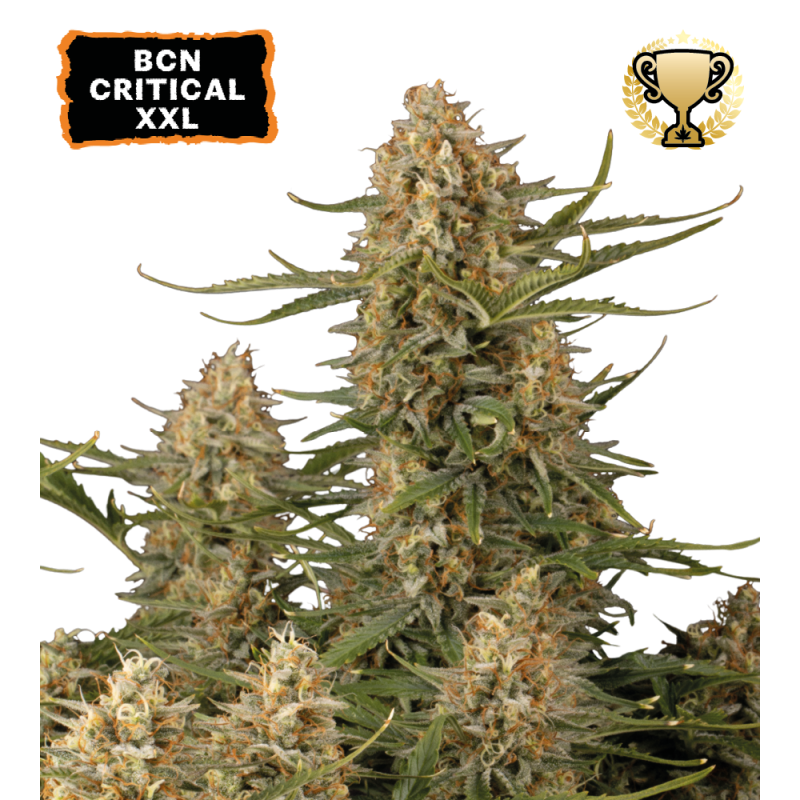 Seedstockers BCN Critical XXL FEM x3