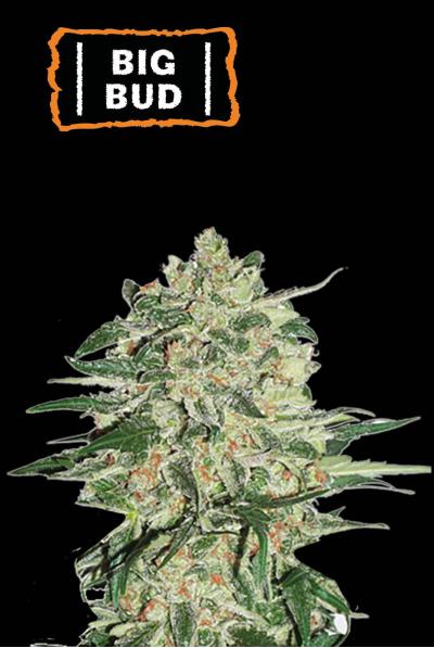 Seedstockers Big Bud Auto X5
