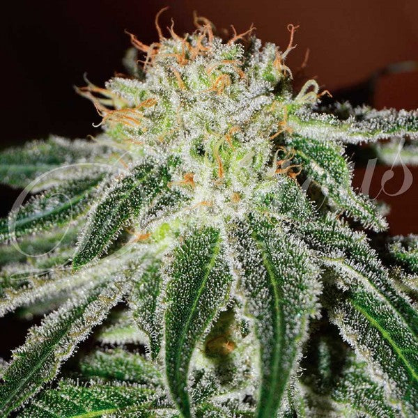 Delicious seeds BLACK RUSSIAN ® FEM X3+1