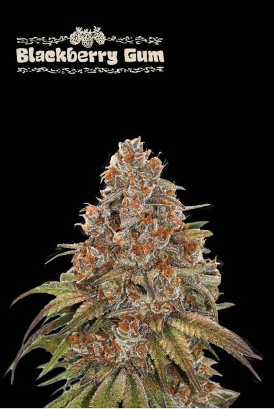 Seedstockers Black Berry Gum Auto x3