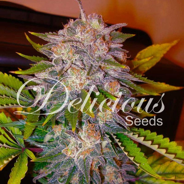 delicious seeds CARAMELO ® FEM X3+1