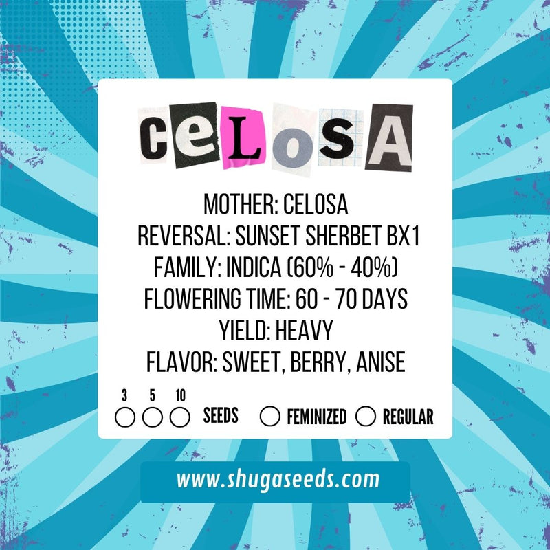 SHUGA SEEDS celosa fem x3