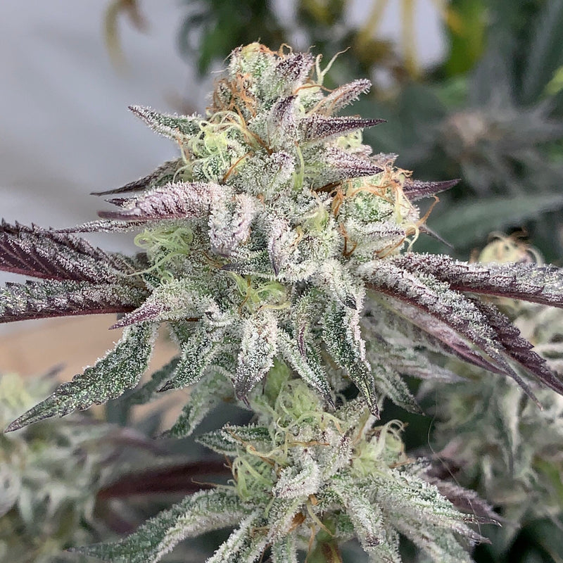 SHUGA SEEDS celosa fem x3