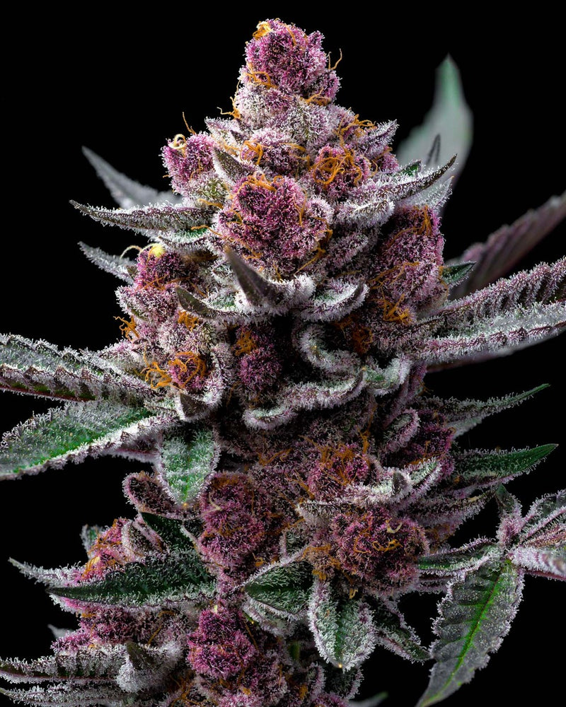 barneys farm CHERRY POPPERS fem x3