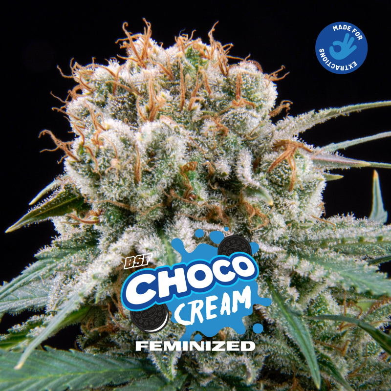 Choco cream fem x2 bsf seeds