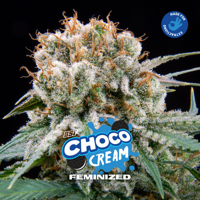 Choco cream fem x4 bsf seeds