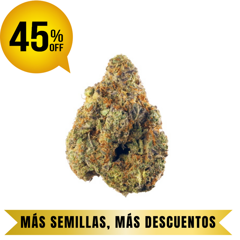 PURPLE LEMON HAZE FEM granel