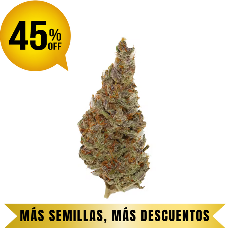 GELATO auto granel