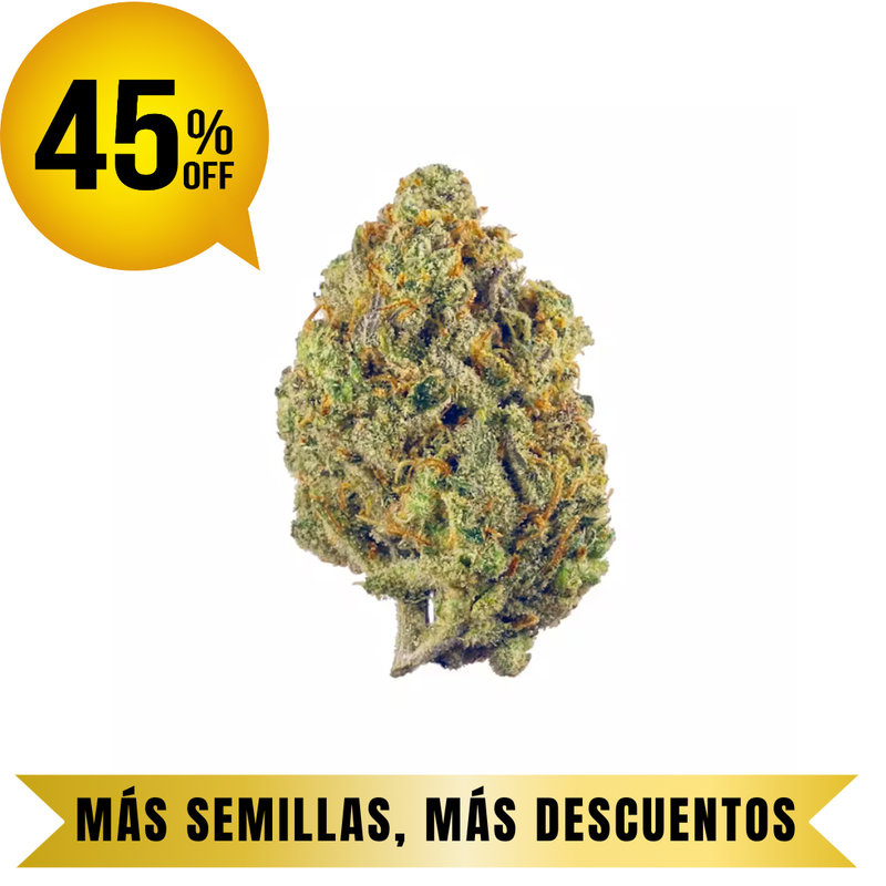 SUPER LEMON HAZE FEM granel