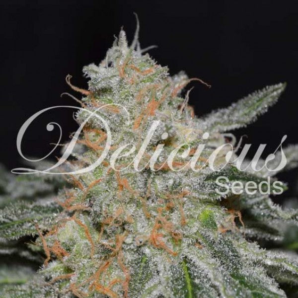 Delicious seeds CRITICAL NEVILLE HAZE 2.0 FEM X3+1