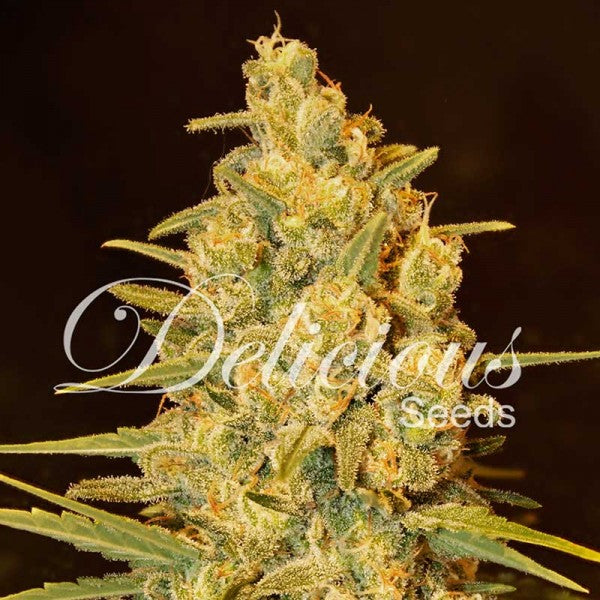 Delicious seeds CRITICAL SENSI STAR FEM X3