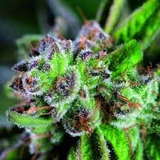 Pyramid watermelon zkittlez x3+1 fem