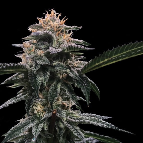 DNA Genetics BANANA SORBET fem x5