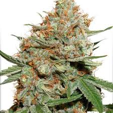 Dutch passion SKUNK #11 fem x3
