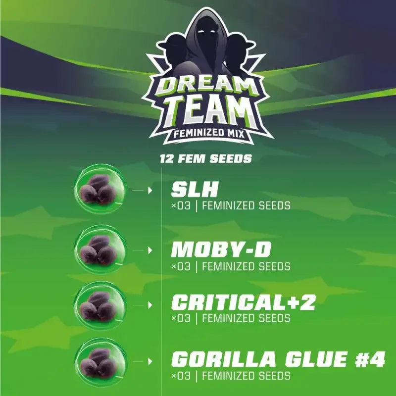 Dream team mix bsf seeds fem x12