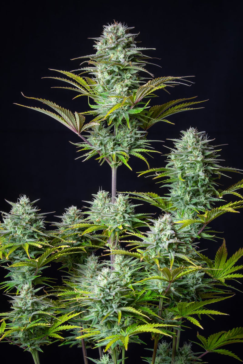 Fast buds KOSHER CAKE auto x3