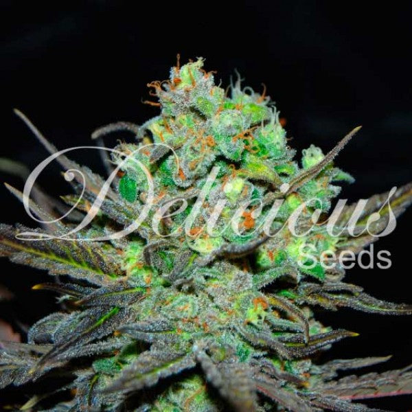 Delicious seeds ELEVEN ROSES ® FEM X3 2x1