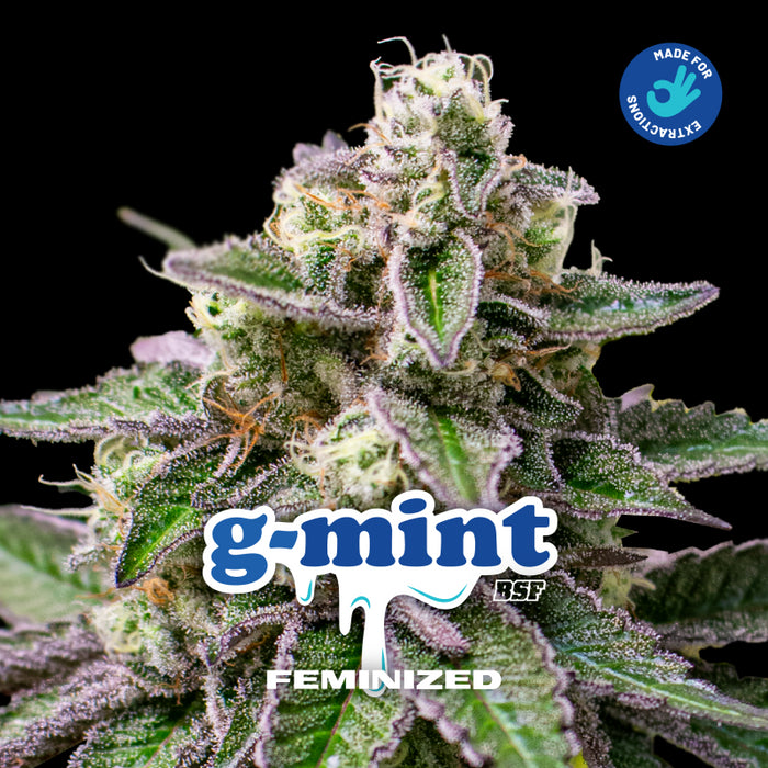 G-mint fem x4 bsf seeds