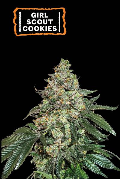 Seedstockers girl scout cookies Auto x3