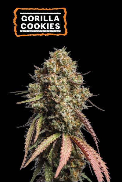 seedstockers gorilla cookies auto x5