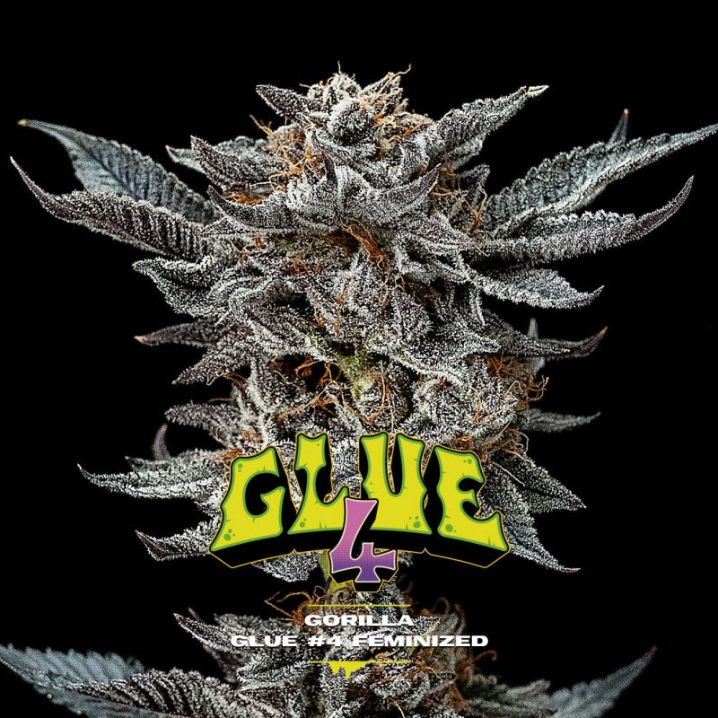 Gorilla glue #4 fem x2 bsf seeds