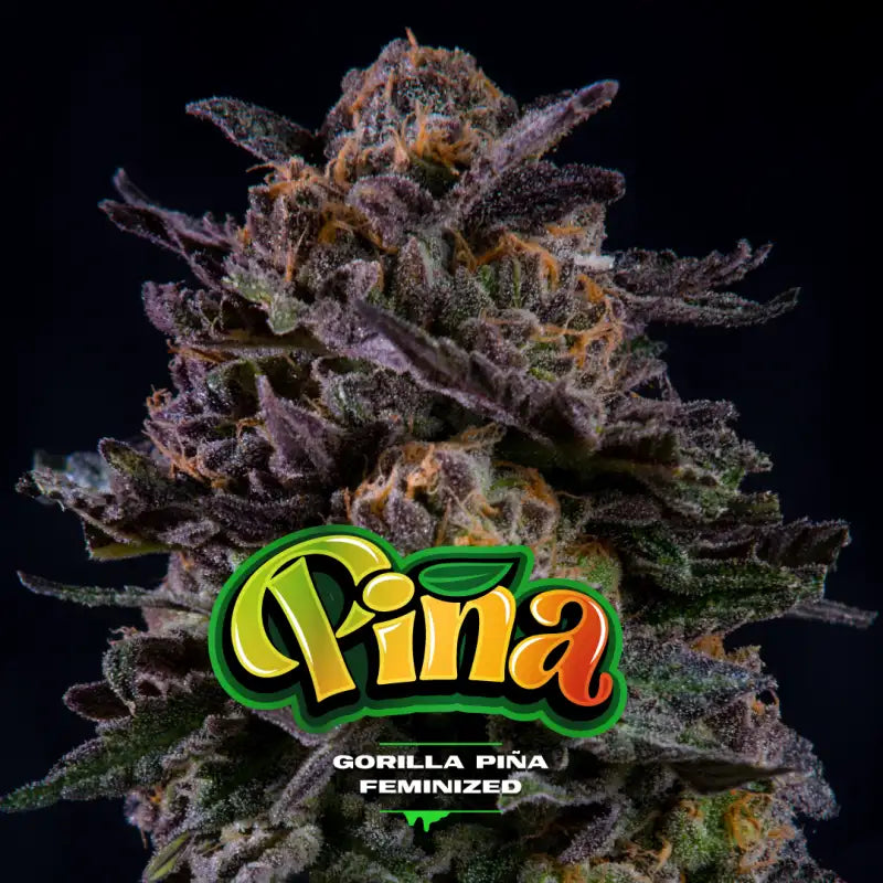 Gorilla Piña fem x4 bsf seeds