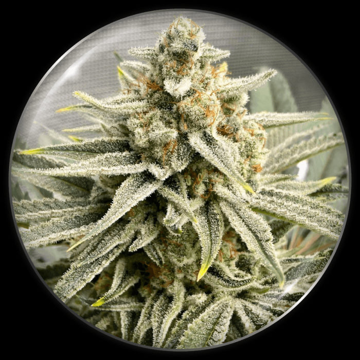 Medical seeds  grape fuel fem x3+2