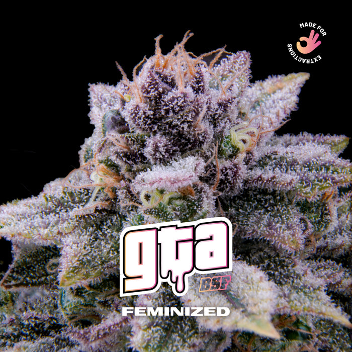 GTA fem x4 bsf seeds