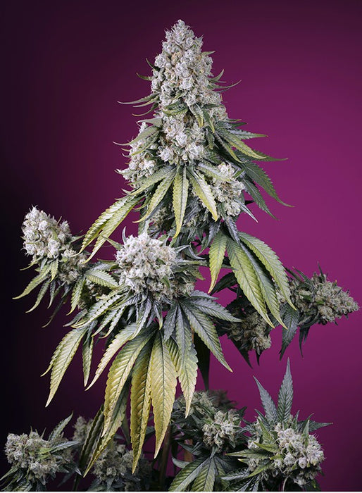 Sweet seeds auto Jealousy Z XL®  x3+1