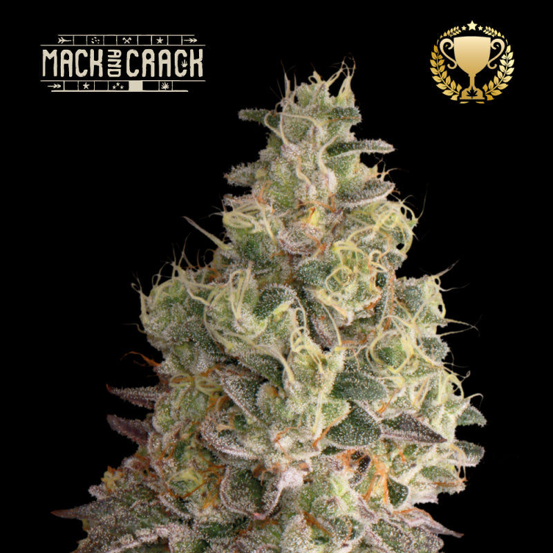 Seedstockers mack & crack Auto x3+2