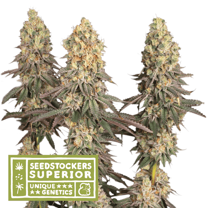 seedstockers Mack & Crack© Fem x3+2