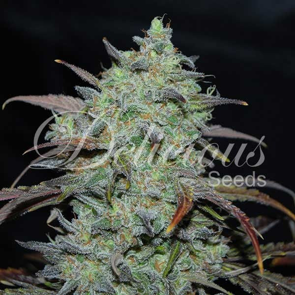 Delicious seeds MARMALATE ® FEM X3+1